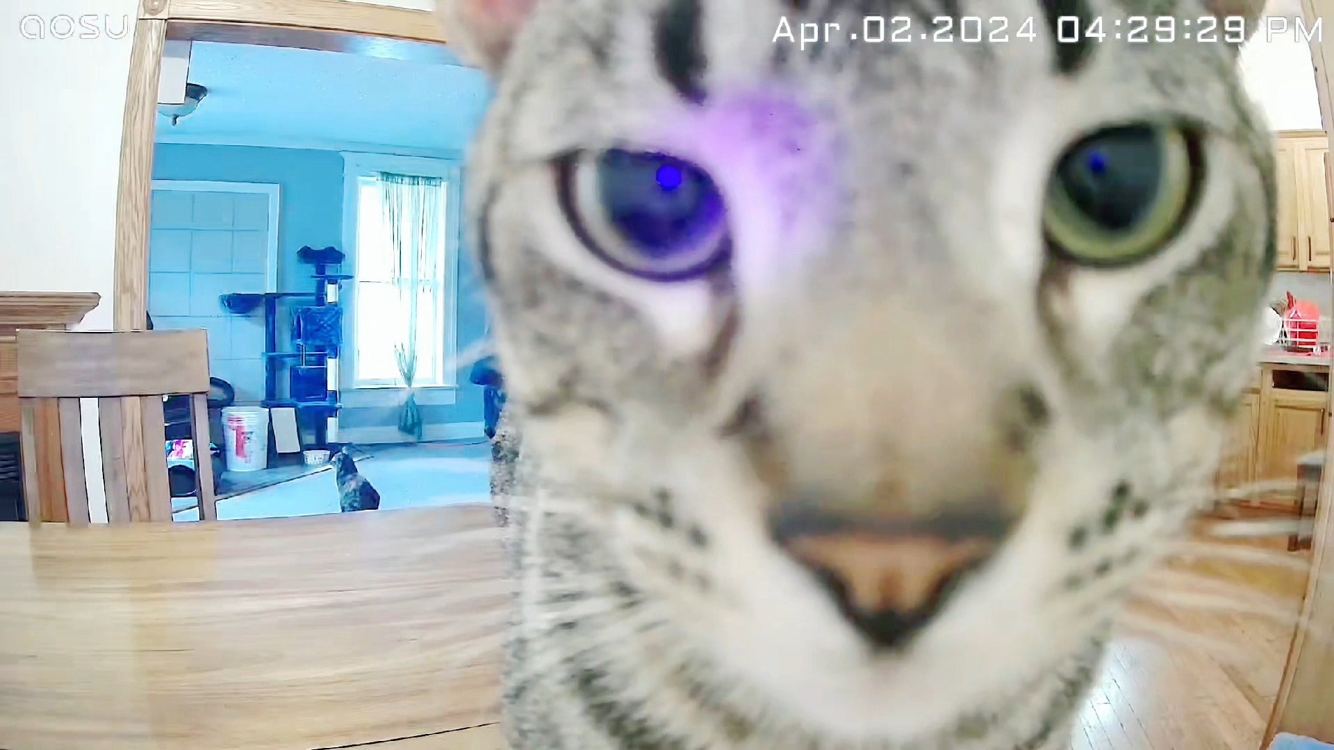 Amazing Indoor-Cam